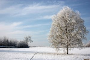 winterlandscape in france.jpg