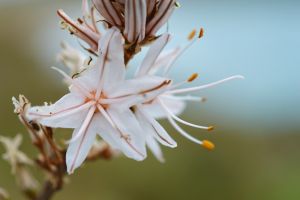 spring in sardinia.jpg