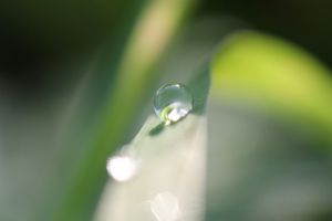 dewdrop.jpg